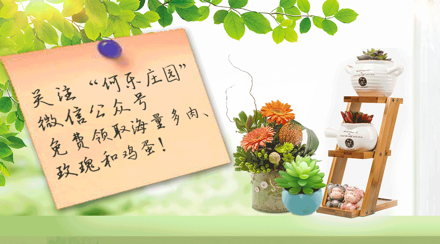 庭院植物风水看这6点就够了(图18)