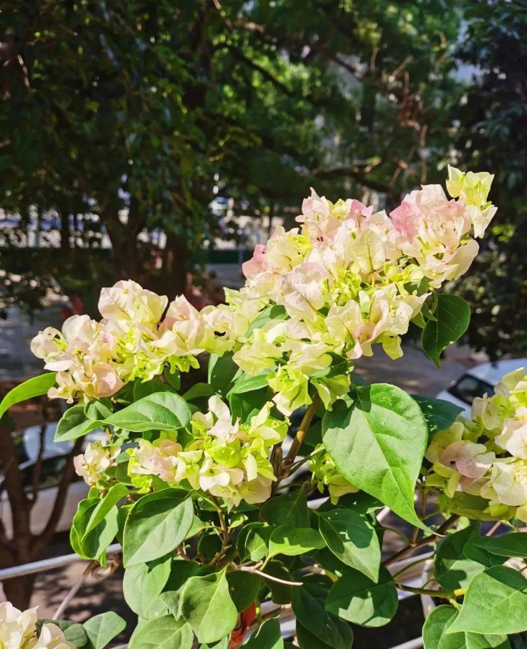 买花要选对季节秋天就买6类花养起来省心又省力！(图5)