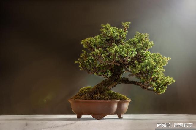 揭秘家居风水的秘密武器：一盆花的魔法效应(图2)