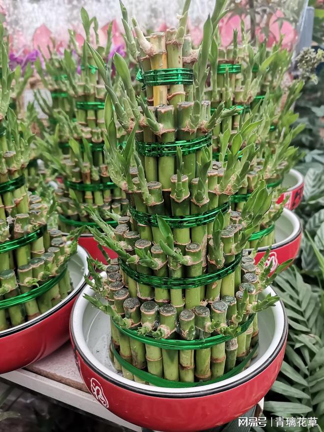 揭秘家居风水的秘密武器：一盆花的魔法效应(图3)