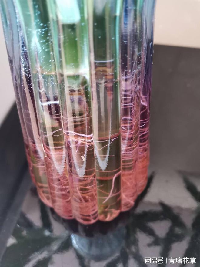 揭秘家居风水的秘密武器：一盆花的魔法效应(图4)