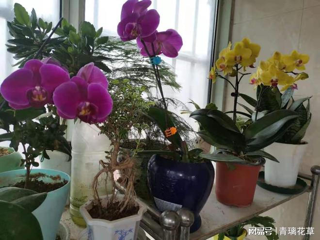 揭秘家居风水的秘密武器：一盆花的魔法效应(图10)