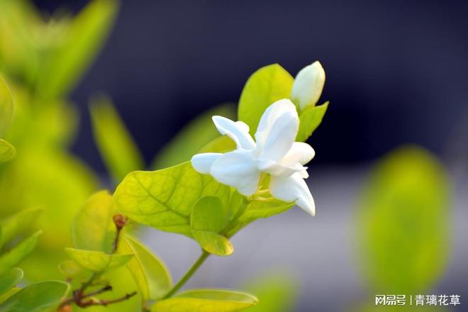 揭秘家居风水的秘密武器：一盆花的魔法效应(图14)