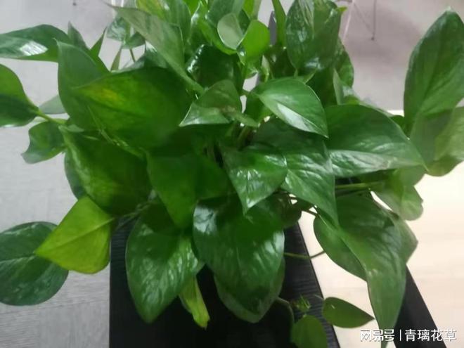 揭秘家居风水的秘密武器：一盆花的魔法效应(图16)