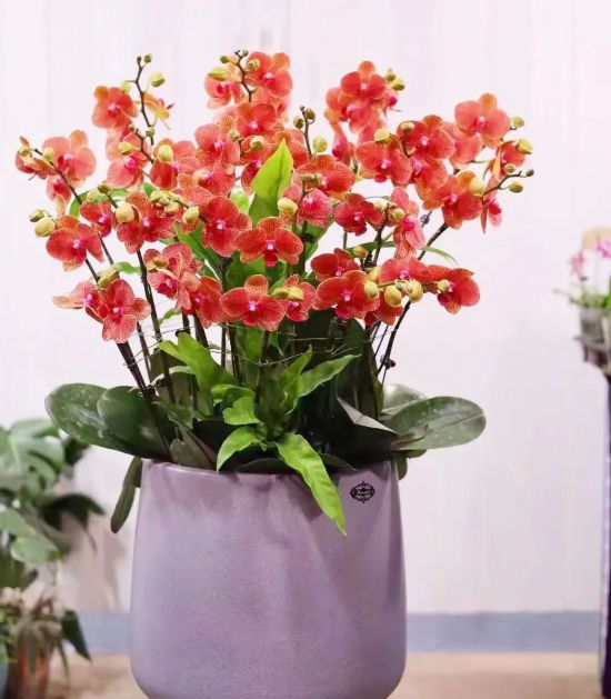 新春氛围组成员年宵花怎么选？来认识下它们(图1)