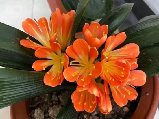新春氛围组成员年宵花怎么选？来认识下它们(图4)