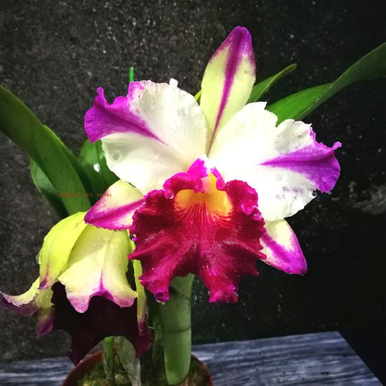 新春氛围组成员年宵花怎么选？来认识下它们(图2)