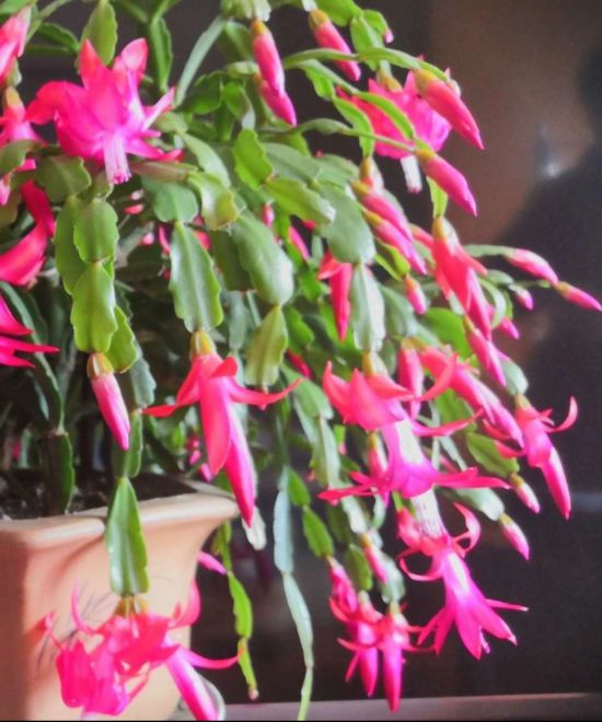 新春氛围组成员年宵花怎么选？来认识下它们(图6)