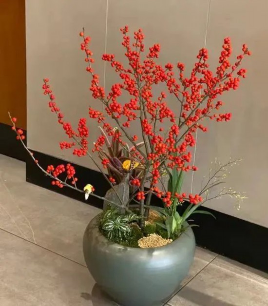 新春氛围组成员年宵花怎么选？来认识下它们(图8)