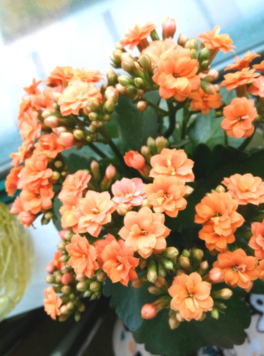新春氛围组成员年宵花怎么选？来认识下它们(图7)