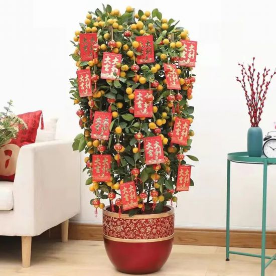 新春氛围组成员年宵花怎么选？来认识下它们(图10)