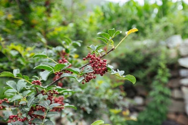 威廉希尔花椒树栽种术：花椒树栽在房子不同方位的风水效果(图5)