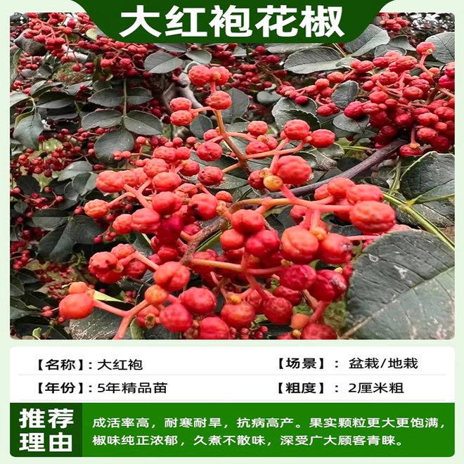 威廉希尔花椒树栽种术：花椒树栽在房子不同方位的风水效果(图8)
