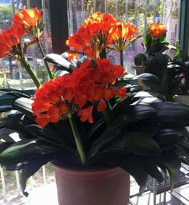 春天买花有口诀记住“4买4不买”不贪便宜买“好花”(图2)