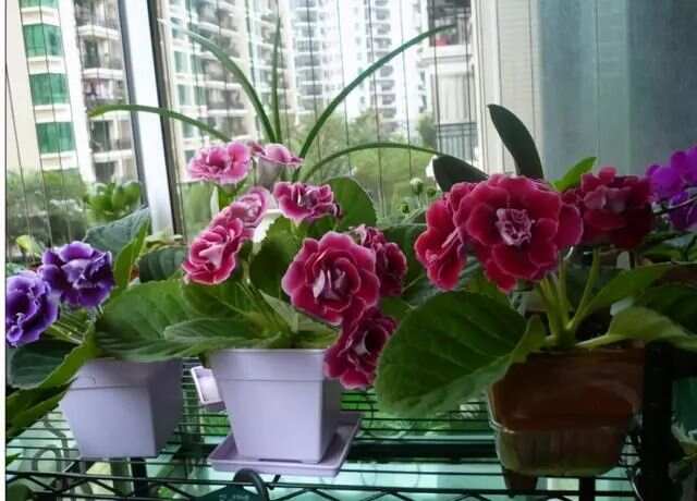春天买花有口诀记住“4买4不买”不贪便宜买“好花”(图4)