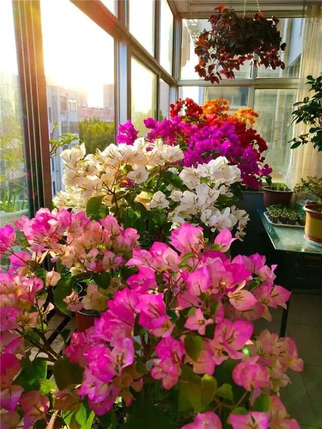 春天买花有口诀记住“4买4不买”不贪便宜买“好花”(图5)