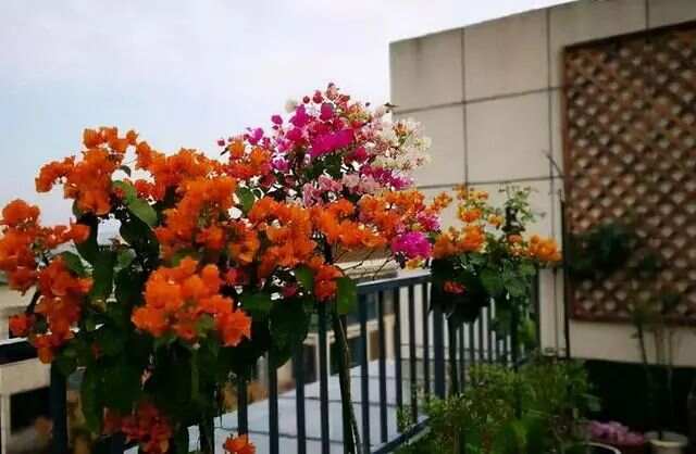 春天买花有口诀记住“4买4不买”不贪便宜买“好花”(图6)