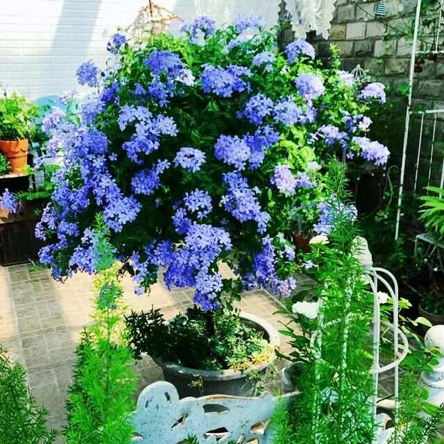 春天买花有口诀记住“4买4不买”不贪便宜买“好花”(图7)