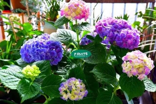春天买花有口诀记住“4买4不买”不贪便宜买“好花”(图10)