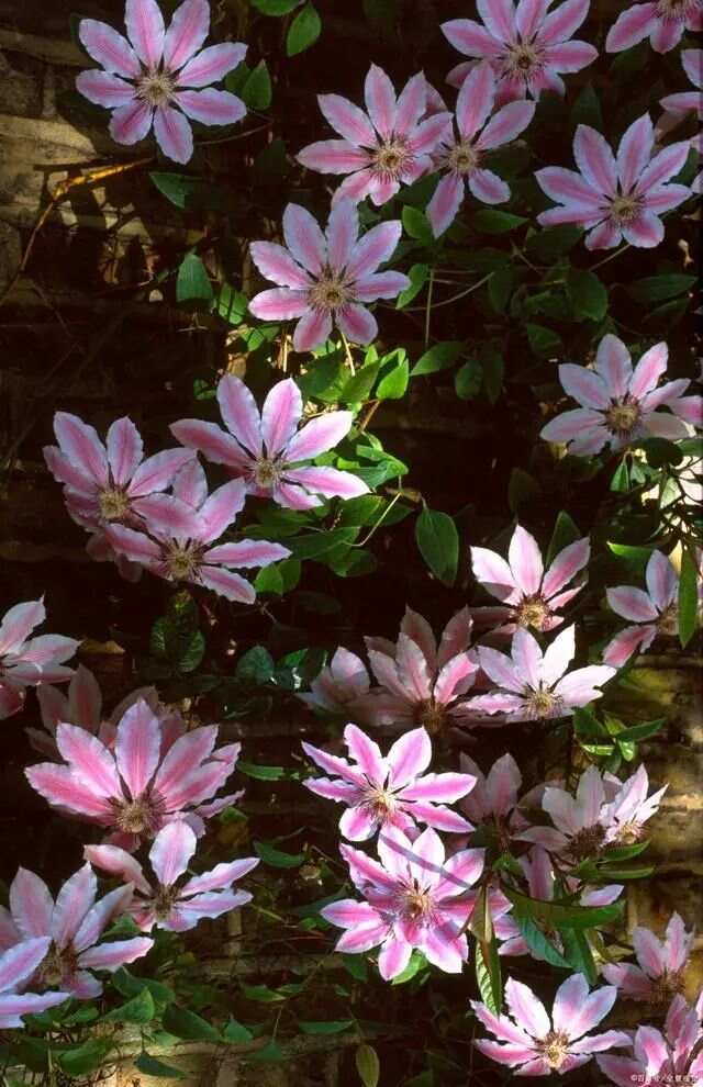 春天买花有口诀记住“4买4不买”不贪便宜买“好花”(图11)