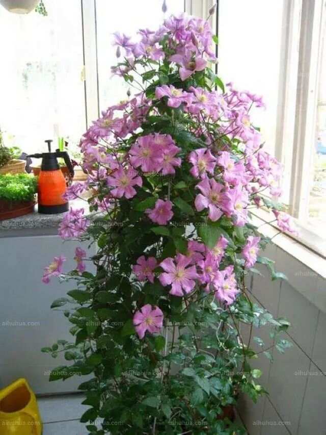 春天买花有口诀记住“4买4不买”不贪便宜买“好花”(图13)