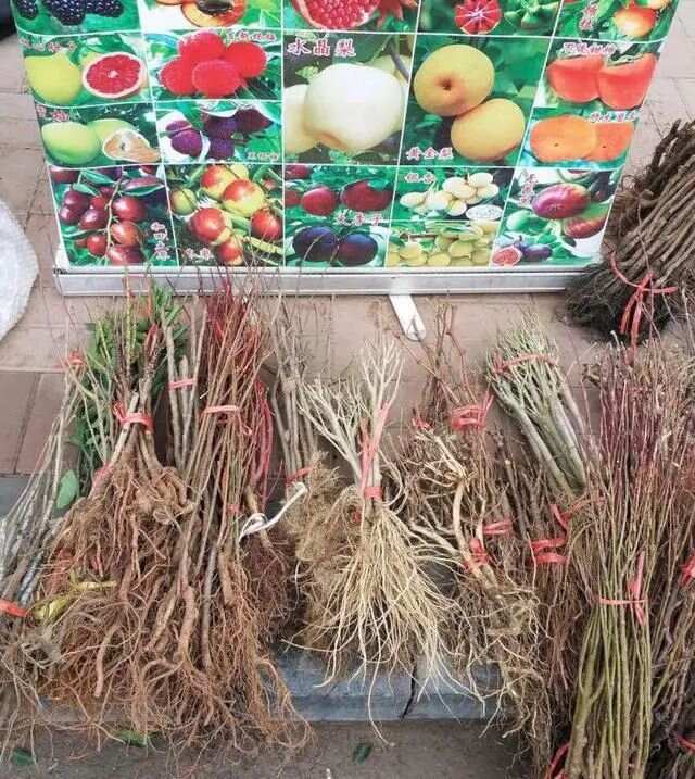 春天买花有口诀记住“4买4不买”不贪便宜买“好花”(图15)