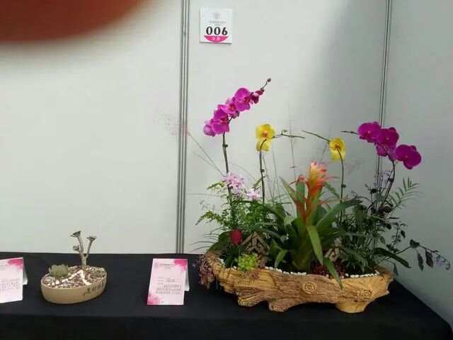 春天买花有口诀记住“4买4不买”不贪便宜买“好花”(图18)