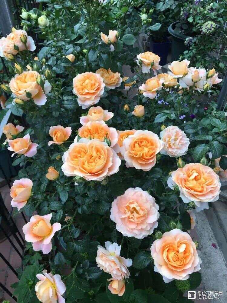 买花“别上当”花商常说“4句话”都是“骗人”的！(图3)