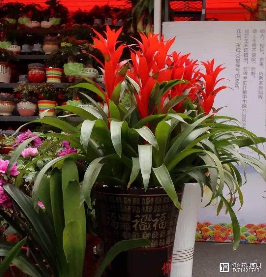 买花“别上当”花商常说“4句话”都是“骗人”的！(图7)