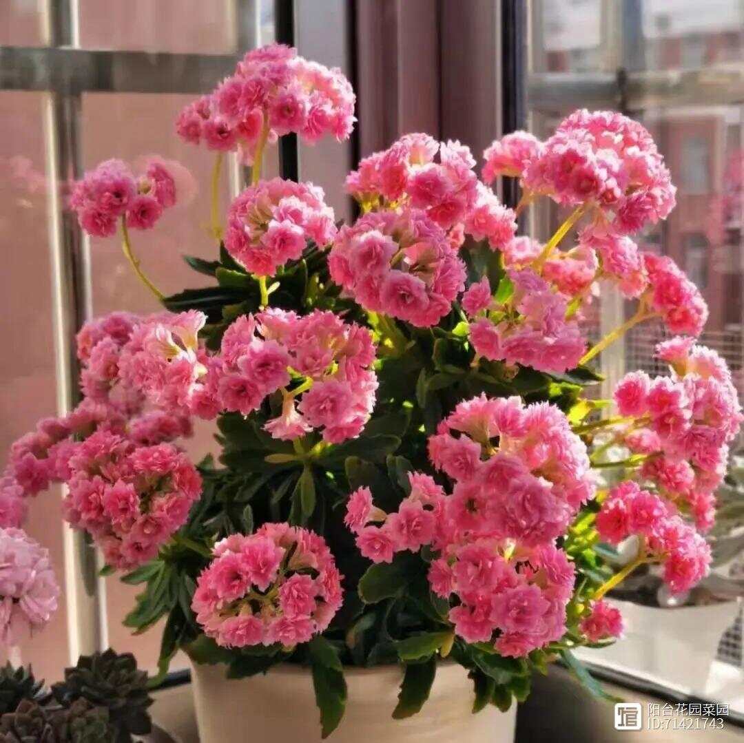买花“别上当”花商常说“4句话”都是“骗人”的！(图12)