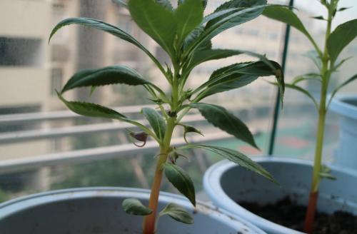 农村常见这种植物虽略有小毒但是放在家里有旺财的风水作用哦！(图2)