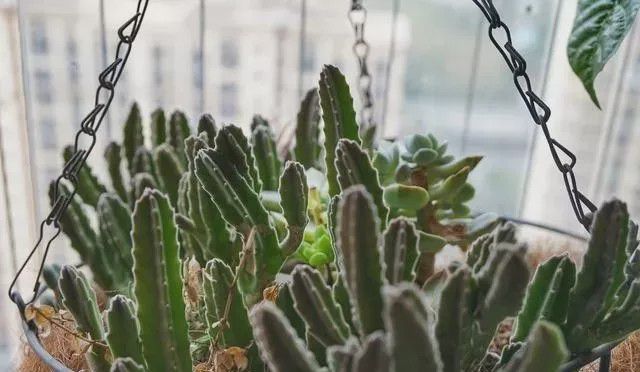 哪怕穷要饭别人送你这2样东西万万不能要一旦中招倒大霉！(图1)
