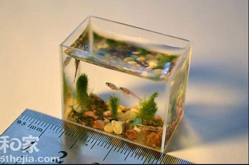 威廉希尔WilliamHill居家风水植物摆放十八妙招2012财运滚滚进门来(组图)(图10)