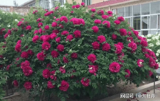 值得收藏栽种的十大名花之一百年树牡丹(图2)