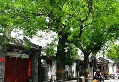 门前种树有“讲究”这3种树一棵都别种万不可犯“禁忌”！(图3)