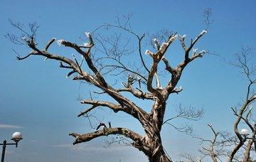 门前种树有“讲究”这3种树一棵都别种万不可犯“禁忌”！(图2)