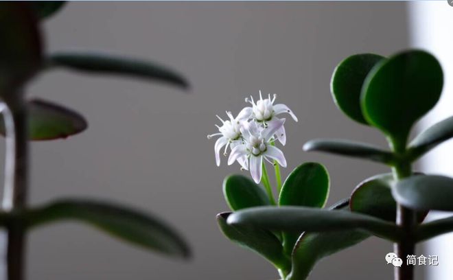 老祖宗说“屋内有三花双手把财抓”三花是指什么？建议了解(图5)