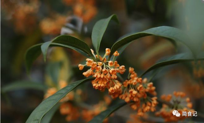 老祖宗说“屋内有三花双手把财抓”三花是指什么？建议了解(图4)