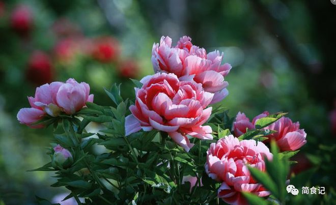 老祖宗说“屋内有三花双手把财抓”三花是指什么？建议了解(图3)