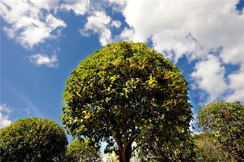 家门前万万要种这3种植物等于旺财转运穷人家也能住富裕(图2)