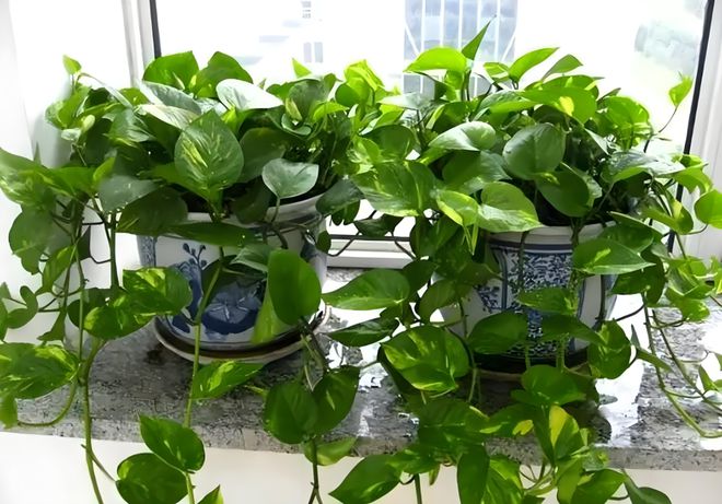 绿植不只是装饰教你摆对风水绿植行WilliamHill好运(图4)
