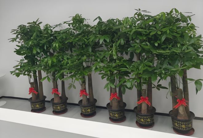 绿植不只是装饰教你摆对风水绿植行WilliamHill好运(图8)