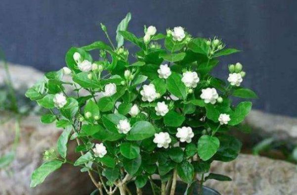 家中植物一旦有这些现象千万别慌张意味着你要发财了WilliamHill！(图3)