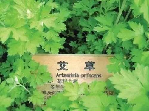风水顾问李亮德：庭院别墅八大驱邪植物与围墙风水注意事项(图3)