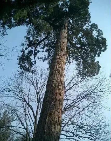 风水顾问李亮德：庭院别墅八大驱邪植物与围墙风水注意事项(图5)