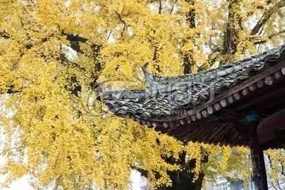 风水顾问李亮德：庭院别墅八大驱邪植物与围墙风水注意事项(图4)