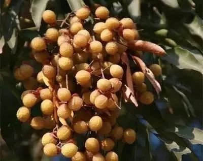 风水顾问李亮德：庭院别墅八大驱邪植物与围墙风水注意事项(图7)