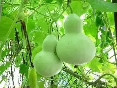 风水顾问李亮德：庭院别墅八大驱邪植物与围墙风水注意事项(图8)