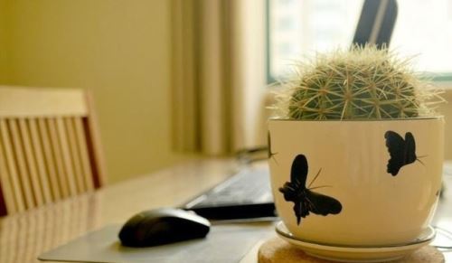 办公室绿色植物的摆放与风水的关系(图3)
