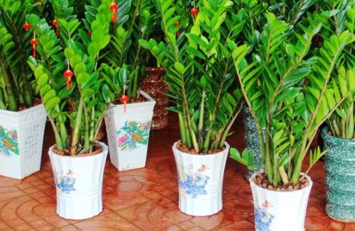 办公室绿色植物的摆放与风水的关系(图2)